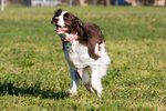 Running English Springer Spaniel dog