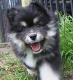 Running Finnish Lapphund puppy