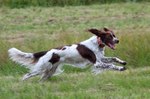 Running French Spaniel dog 