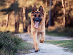 Running German Shepherd dog