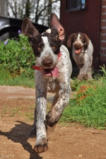 Running German Wirehaired Pointer dog