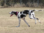 Running Great Dane dog 