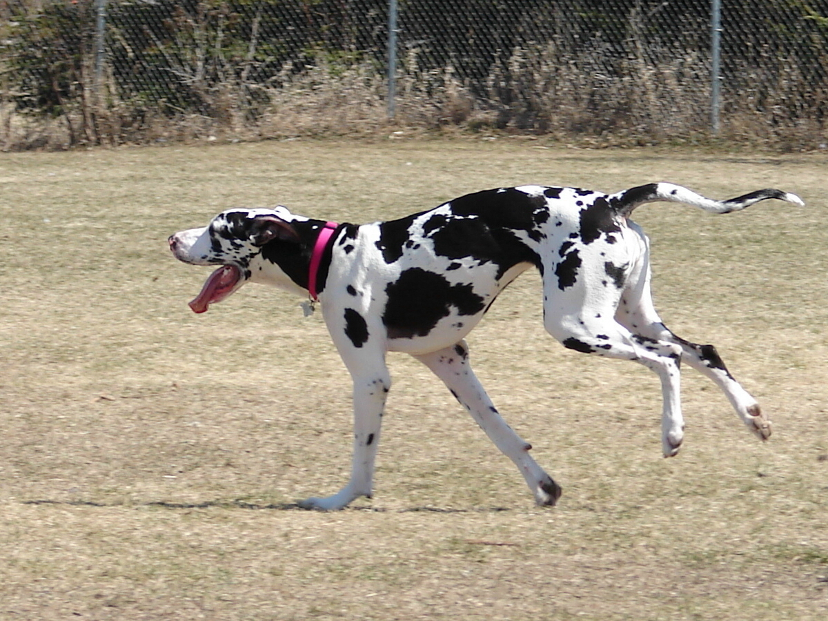 are great danes banned in kuwait