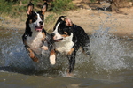 Running Greater Swiss Mountain Dogs