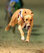 Running Greyhound