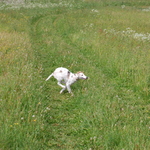 Running Hortaya Borzaya dog