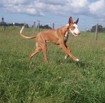 Running Ibizan Hound dog