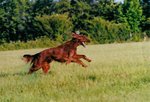 Running Irish Setter dog 