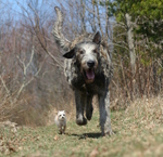 Running Irish Wolfhound dog