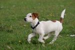 Running Jack Russell Terrier