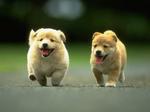 Running Kintamani puppies