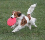 Running Kooikerhondje dog