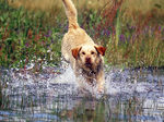 Running Labrador Retriever dog