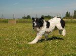 Running Landseer dog