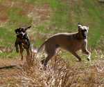 Running Longhaired Whippet dog