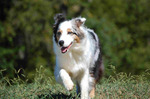 Running Miniature Australian Shepherd