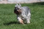 Running Miniature Schnauzer