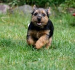 Running Norwich Terrier dog