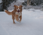 Running Nova Scotia Duck-Tolling Retriever 