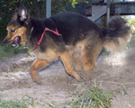 Running Old German Shepherd Dog 