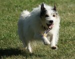 Running Parson Russell Terrier