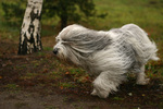 Running Polish Lowland Sheepdog 