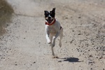 Running Ratonero Bodeguero Andaluz