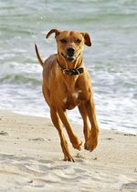 Running Rhodesian Ridgeback dog 