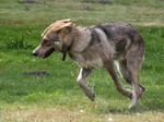 Волчья собака Сарлоса бежит