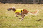 Running Saluki dog 