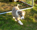 Running Scotch Collie dog