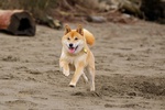 Running Shiba Inu dog 