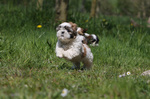 Running Shih Tzu dog