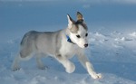 Running Siberian Husky puppy