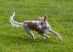 Running Silken Windhound