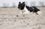 Running Stabyhoun