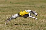 Running Whippet dog