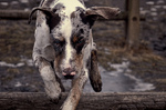 Running Catahoula Cur dog