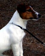 Russell Terrier dog