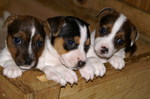 Russell Terrier puppies