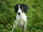 Russian Spaniel dog in the forest