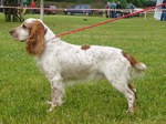 Russian Spaniel dog on a lawn