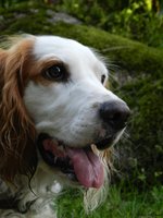 Russian Spaniel dog