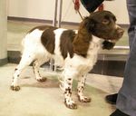 Russian Spaniel dog with his owner