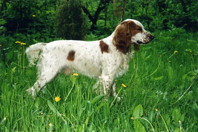 Russian Spaniel wallpaper