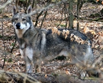 Saarlooswolfhond dog in the forest