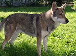 Волчья собака Сарлоса на траве