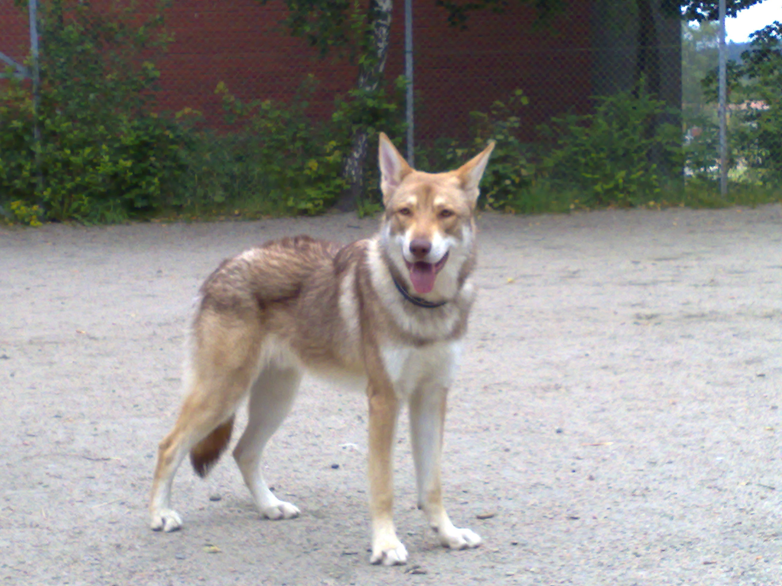 Волчья собака Сарлоса на дороге фото