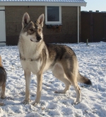 Saarlooswolfhond dog on the snow