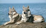 Saarlooswolfhond dogs near the sea